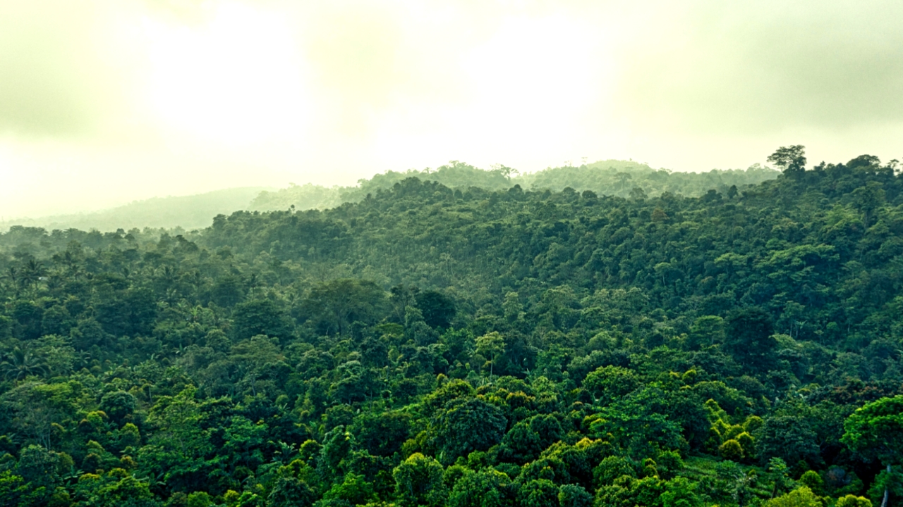 List of Tropical Evergreen Forest in Assam 2025